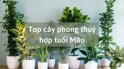 Top cây phong thủy hợp tuổi Mão