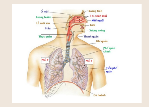 Hệ hô hấp gồm những cơ quan nào? Chức năng của từng cơ quan.