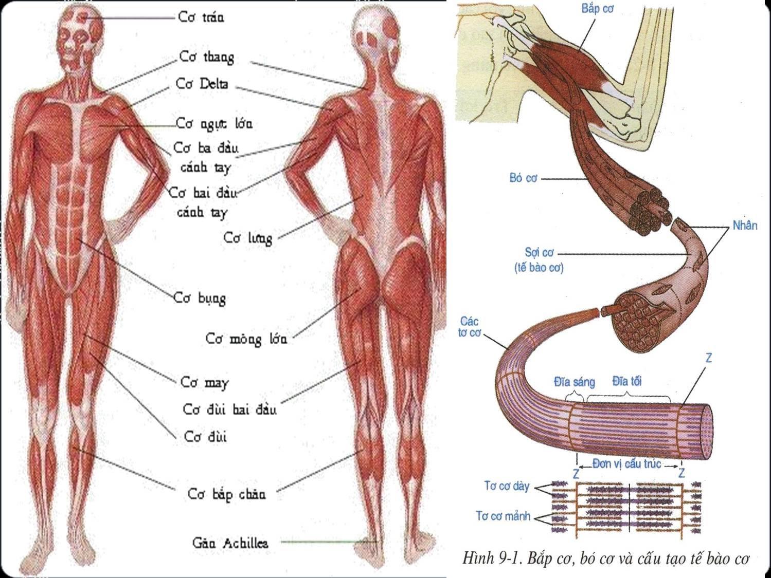 Sinh học 8 Bài 9: Cấu tạo và tính chất của cơ