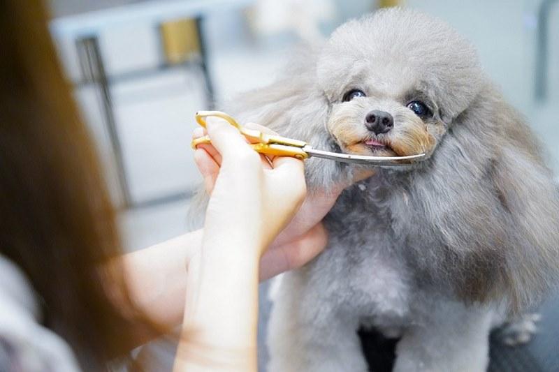 Chó Poodle, giống chó dễ thương và phổ biến nhất trên thế giới