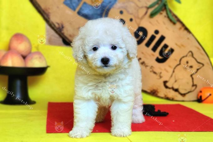 Poodle là giống chó thông minh thứ 2 trên thế giới