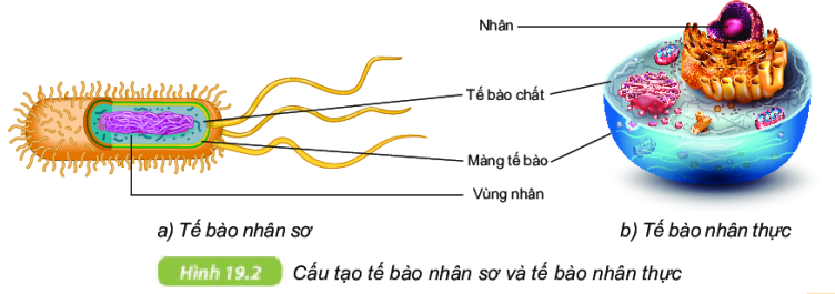 Cấu tạo và chức năng các thành phần của tế bào KHTN 6 Kết nối tri thức với cuộc sống</>