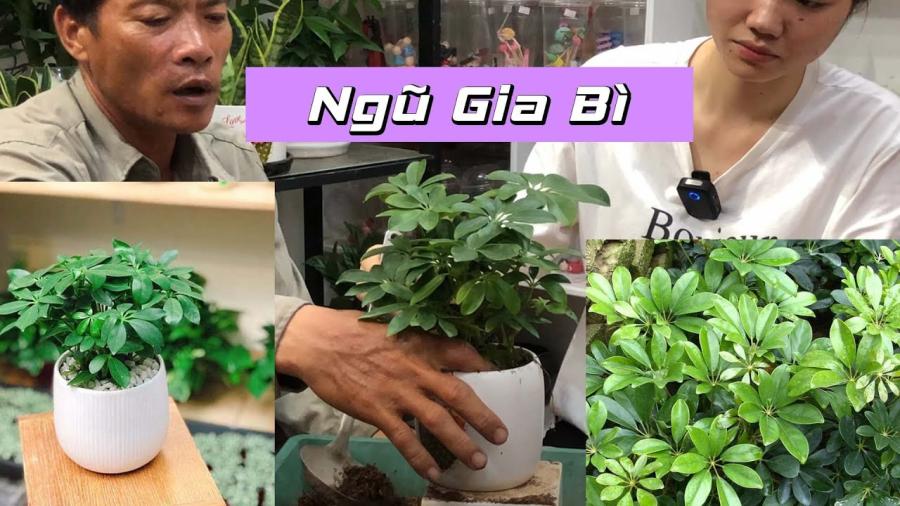 Có nên trồng một cây Ngũ Gia Bì trước cổng nhà không?