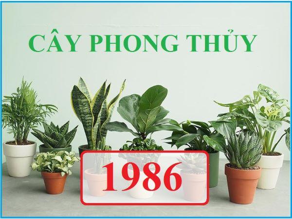 cay-hop-menh-Hoa-1986-2