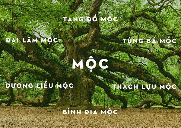 Người mệnh Mộc có nhiều hoài bão, ý chí kiên cường nhưng cũng dễ thay đổi cảm xúc