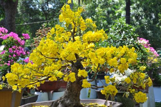 Ngoài thiên nhiên, cây mai tự rụng lá vào mùa Đông và ra hoa vào mùa Xuân