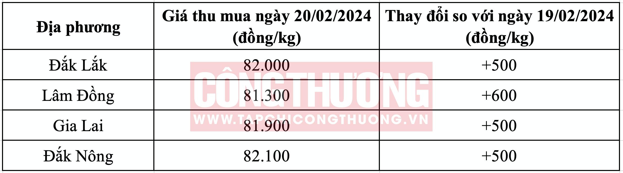 Giá cà phê hôm nay 20/2: Giá trong nước tăng chưa thấy điểm dừng