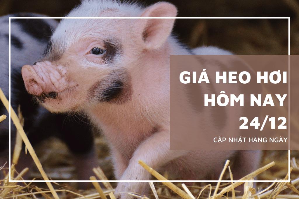 Giá heo hơi hôm nay 24/12: Đà tăng chưa kết thúc trong tuần sau?