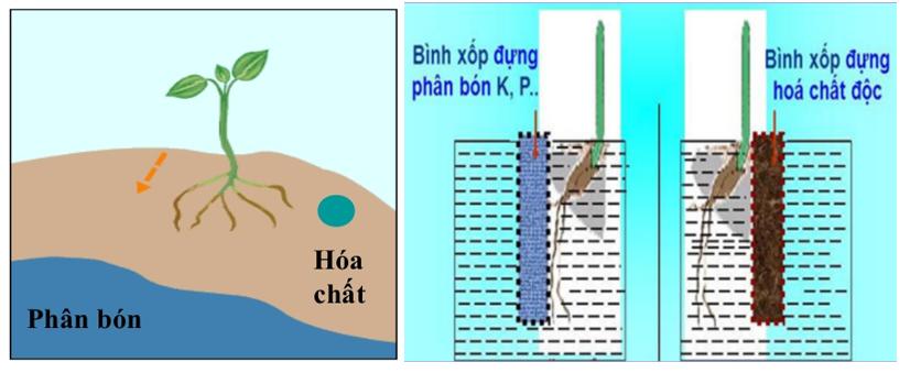 Hướng động