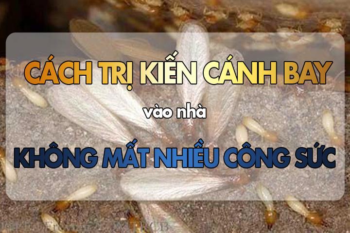 cách trị kiến cánh bay vào nhà