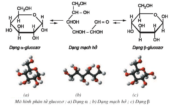 C6H12O6 → CO2 + C2H5OH | C6H12O6 ra C2H5OH (lên men rượu)