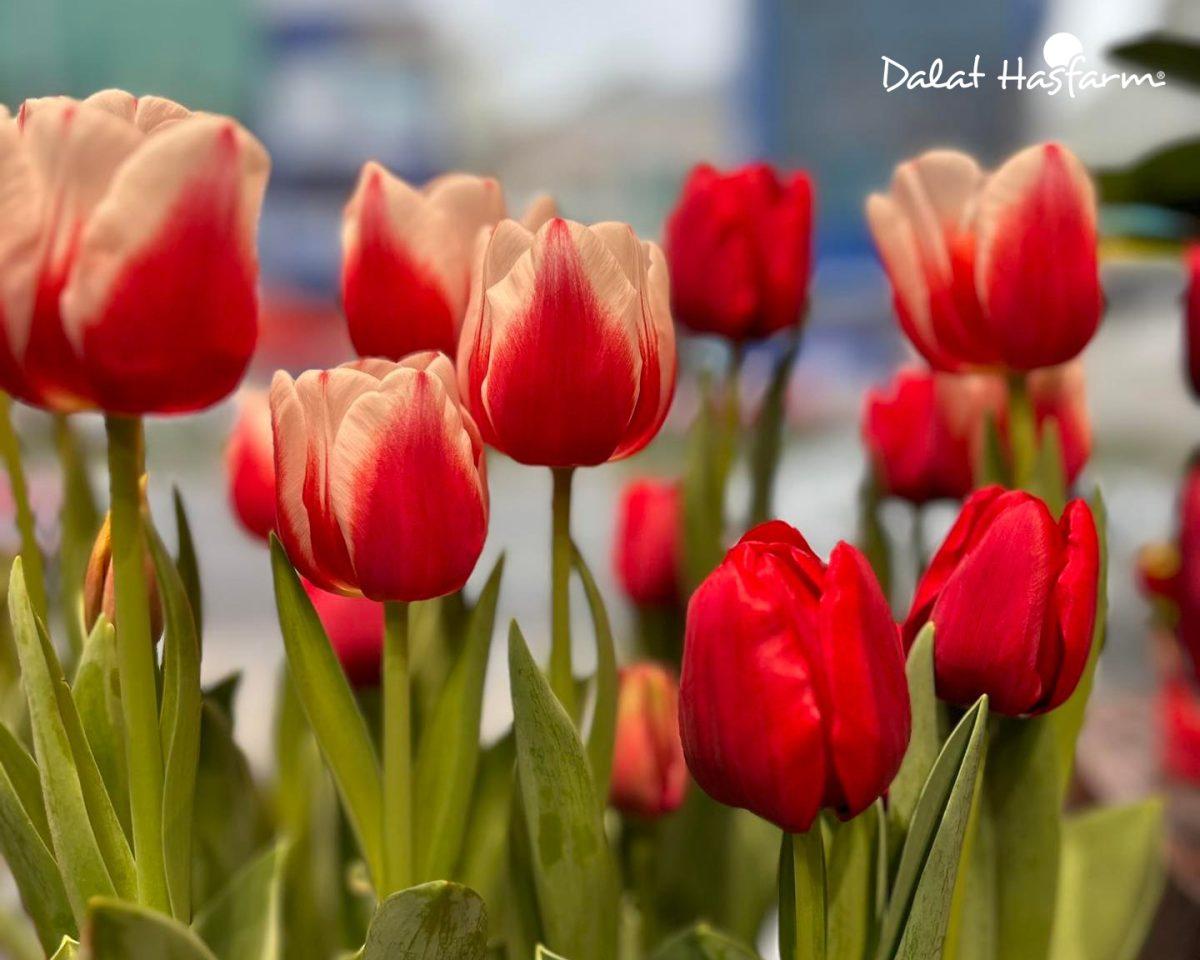 Cung Bạch Dương - Hoa Tulip (21/3 - 19/4)