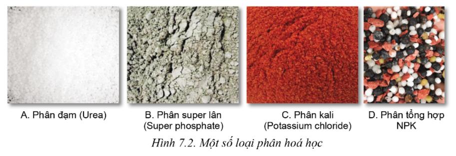 Lý thuyết một số loại phân bón thường dùng trong trồng trọt - Công nghệ 10