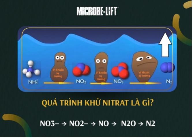 QUÁ TRÌNH KHỬ NITRAT