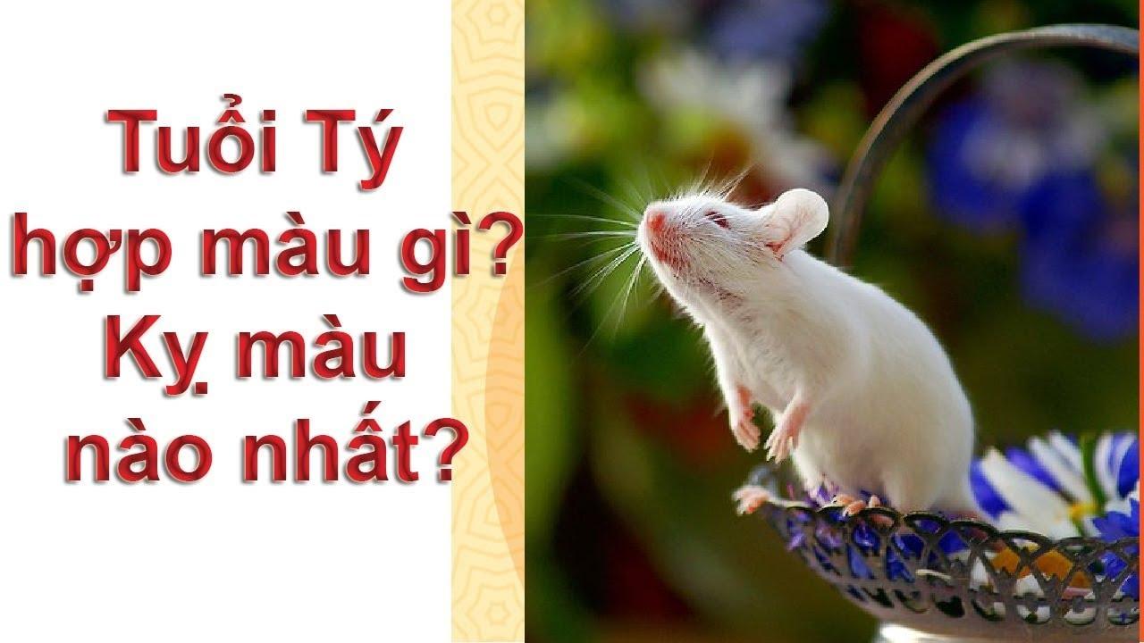 Phong thủy tuổi Tý hợp và kỵ với những màu gì nhất?