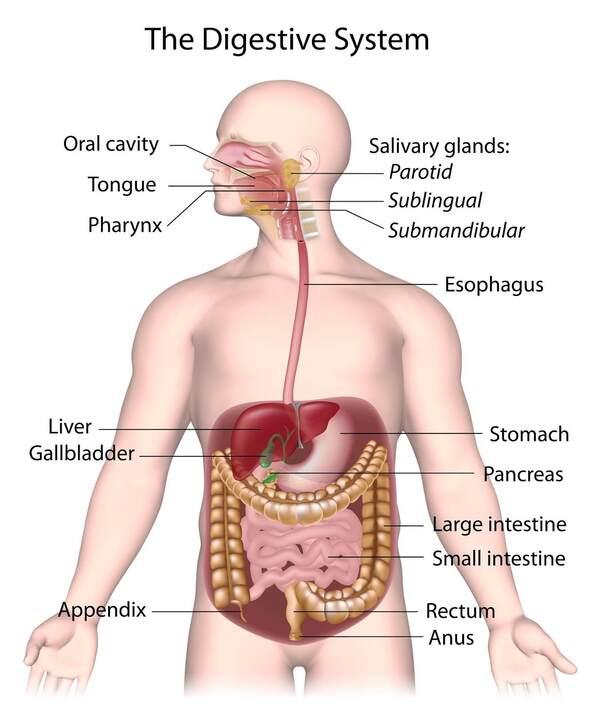 Hệ Tiêu Hóa Là Gì? Đặc Điểm Cấu Tạo Hệ Tiêu Hóa Của Trẻ Em