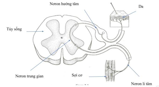 bai-48-he-than-kinh-sinh-duong-1