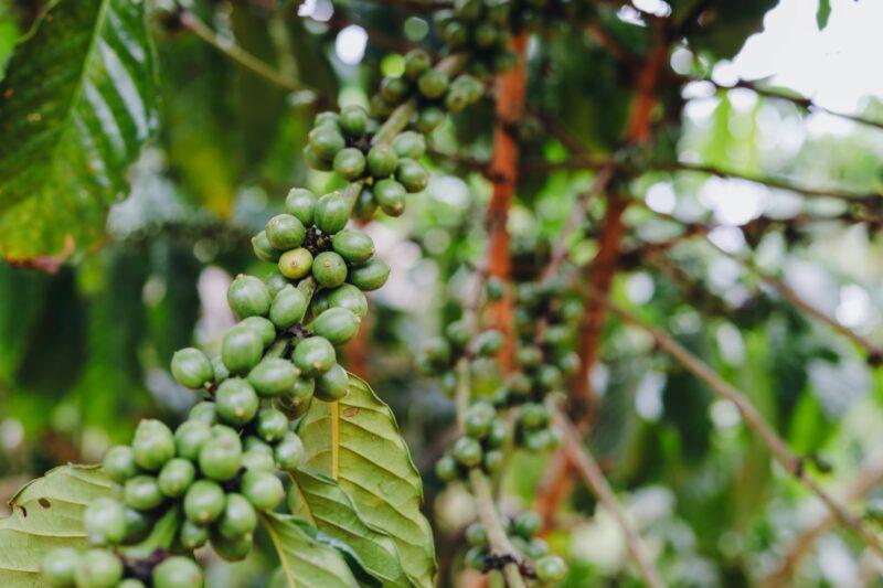 Cây và quả cà phê Robusta