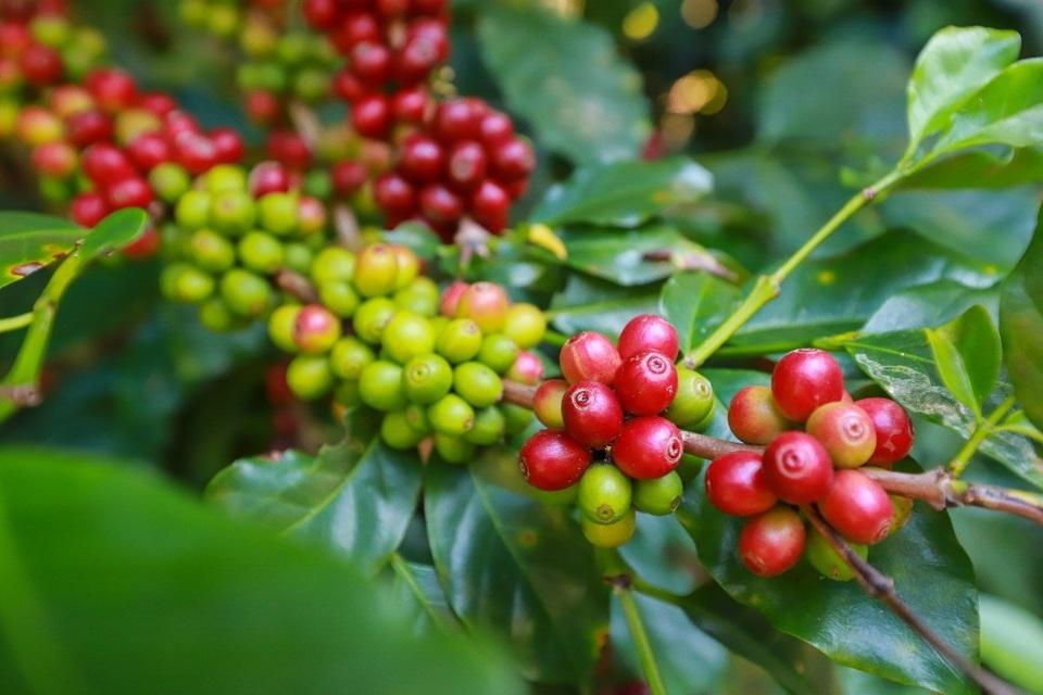 Gi&aacute; c&agrave; ph&ecirc; h&ocirc;m nay 9/3: Robusta rơi từ đỉnh cao 16 năm