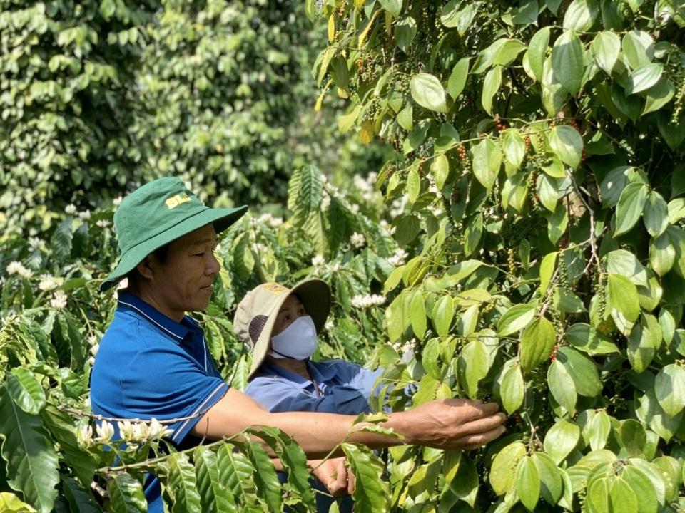 Gi&aacute; ti&ecirc;u h&ocirc;m nay 20/3: Tăng trở lại tại Đắk Lắk, Đắk N&ocirc;ng, B&igrave;nh Phước