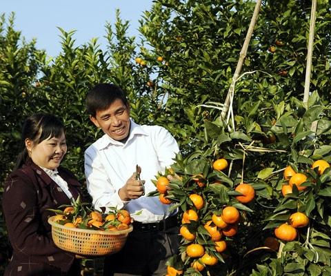 Đặc sản cam Canh Lục Ngạn Bắc Giang | Hoa Quả Fuji Fruit | Hệ thống hoa quả sạch nhập khẩu Fuji