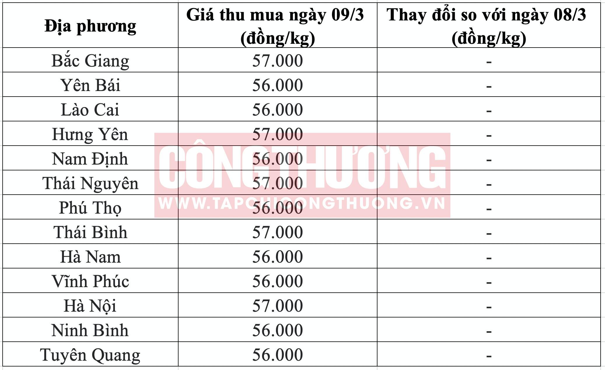 Giá heo hơi hôm nay tại miền Bắc