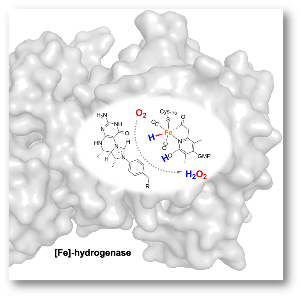 Bildung von Wasserstoffperoxid (H2O2) aus H2 und O2