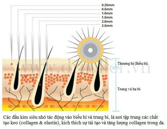 Co che khoa hoc cua phuong phap lan kim