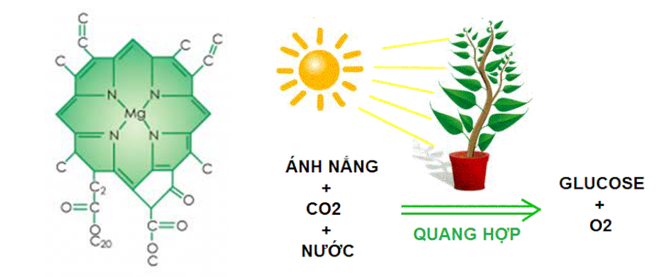 Phần lớn các nguyên tố đa lượng cấu tạo nên?