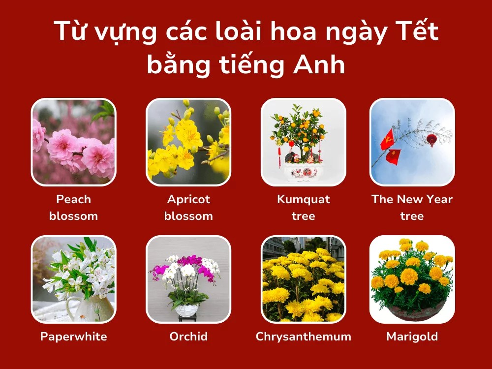 Từ vựng các loài hoa ngày Tết bằng tiếng Anh