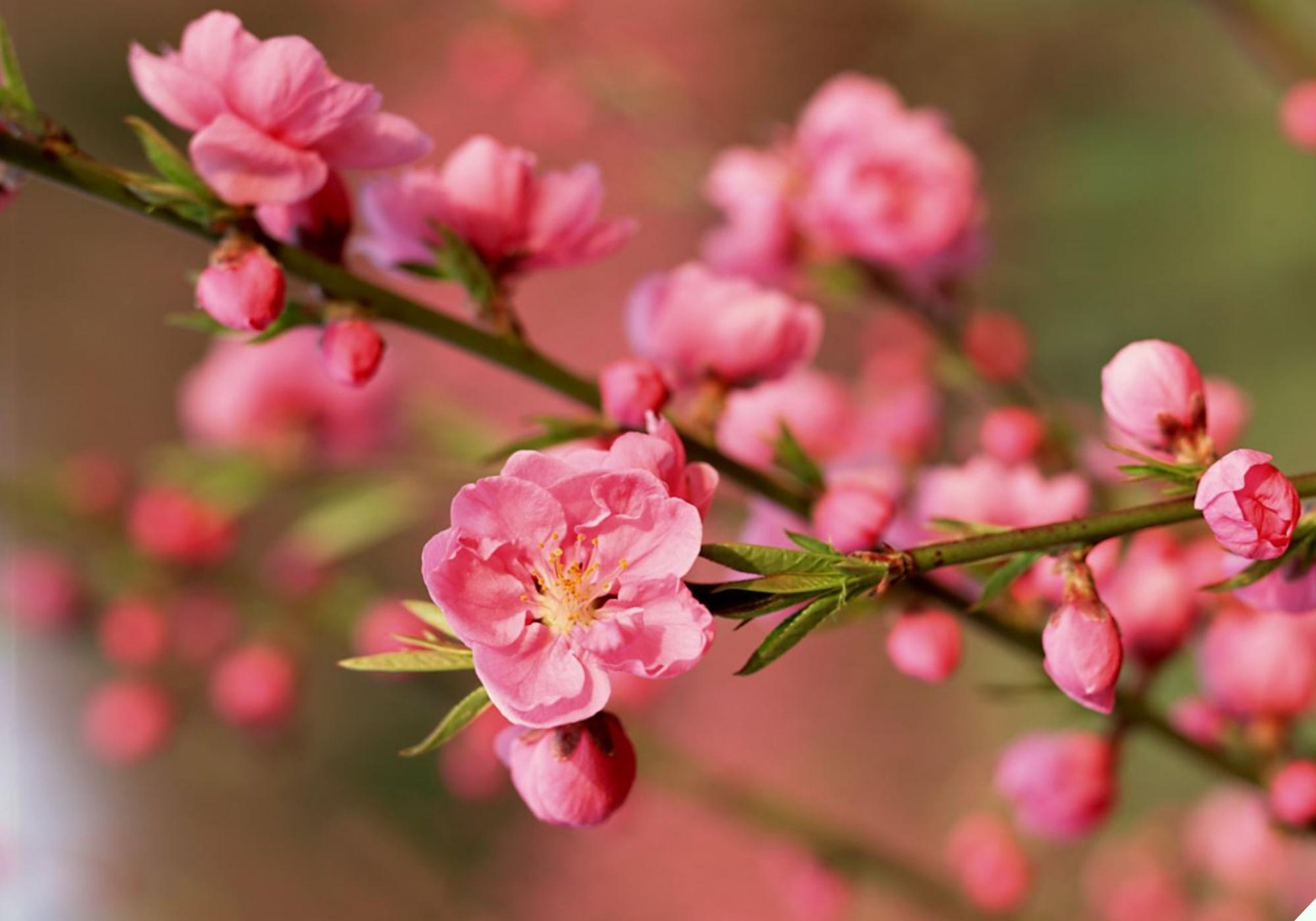 Hoa đào thích nhất 5 loại nước này, cho cây “uống” đều đặn, hoa bung nở từng chùm đúng Tết - 1