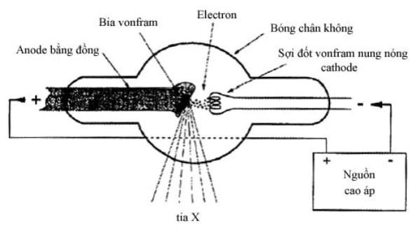 MohinhbongphattiaX