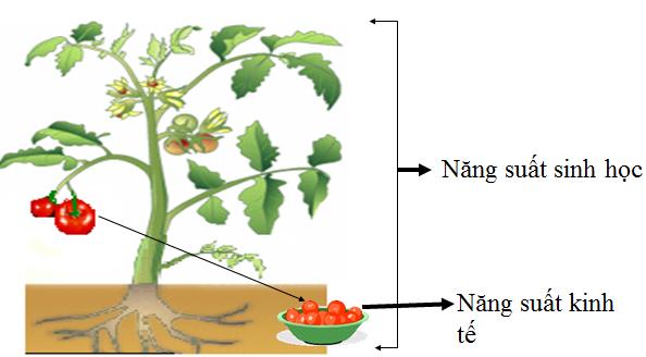 quang hợp và năng suất cây trồng lớp 11