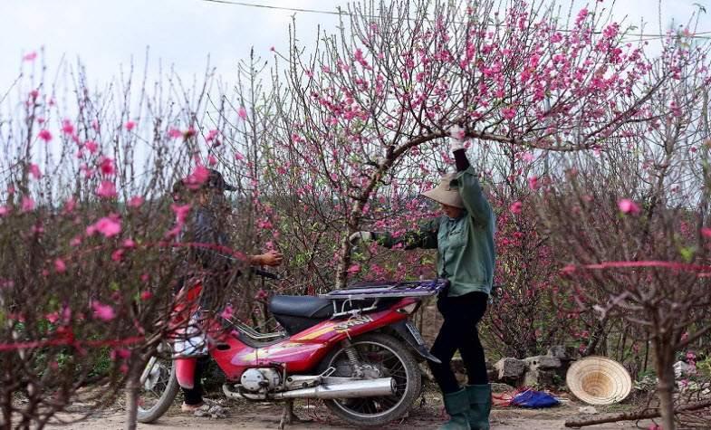 peach flowers for Tet in Vietnam