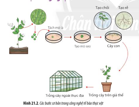 Bài 21: Công nghệ tế bào trang 98, 99, 10, 101, 102, 103 Sinh 10 Chân trời sáng tạo</>