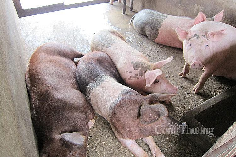 Giá heo hơi miền Bắc hôm nay 1/4/2024 cao nhất 60.000 đồng/kg