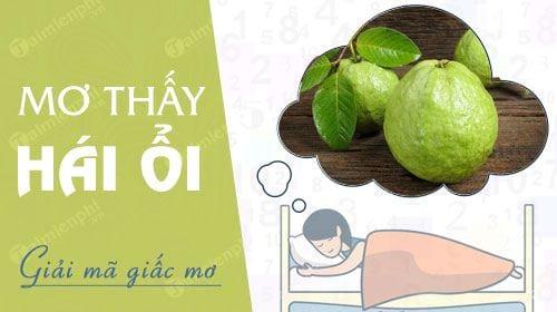 Nằm mơ thấy hái ổi, trộm quả ổi