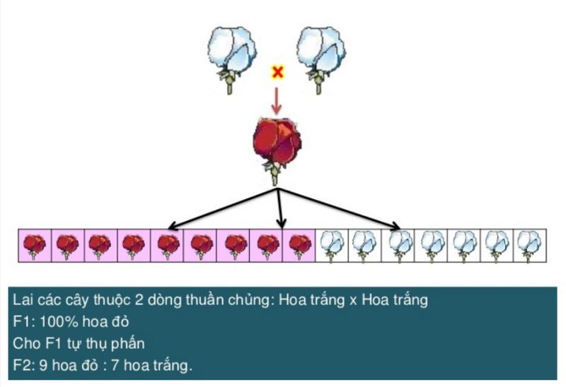 Thí nghiệm của Bateson và Punnett về tương tác gen- Ngay từ đầu, Bateson cho rằng màu hoa của loài này là kết quả của một gen này nhưng lại bị “che” (ức chế) bởi một gen khác, mà khi đó (năm 1913) Bateson đã sử dụng thuật ngữ “gen đứng trên” (standing upon gene) để chỉ gen “khác” này và ông cho rằng đây là ngoại lệ trong di truyền.